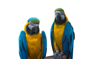 Naklejka premium Macaw isolated on a white background
