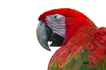 Macaw isolated on a white background