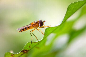 A goldfly is looking at mineral salts.