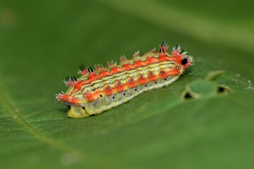 Beautiful colorful larvae of butterflies
