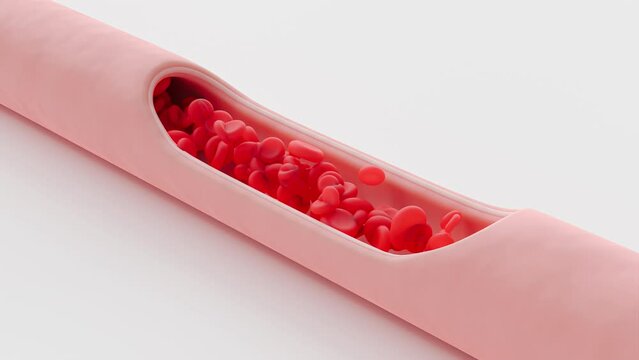 Red blood cells flow inside an blood vessel, cross section artery view. Medical scientific and Minimal concept. Animation seamless loop and Alpha Channel. 3D Render.