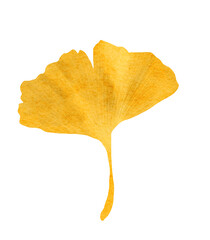 Fototapeta premium yellow ginkgo leaf watercolor fall illustration autumn season