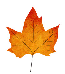 Fototapeta premium red maple leaf watercolor fall illustration autumn season