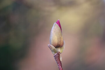 Beautiful delicate pink magnolia flower bud is ready to bloom in spring .