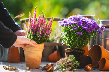 Person plants heather in the garden