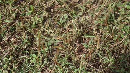 Green grass on the ground in the garden. Selective focus.