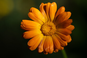 Close-up of an orange blooming marigold whose flower has opened. The background is green. You can clearly see the pollen.