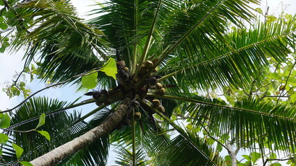 Coconut tree with green leaves on blue sky background, Indonesia.