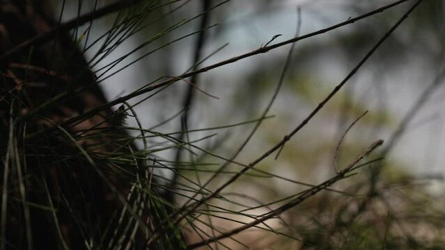 Close up view of tree twigs while revealing a beach as a background