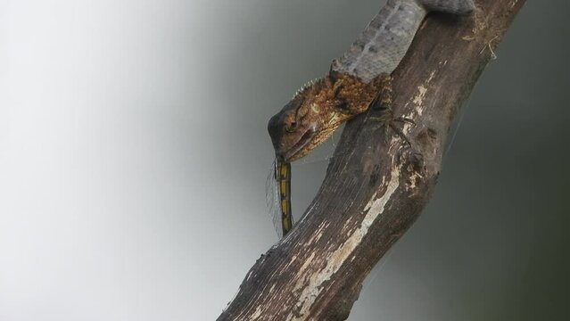 Lizard Eating Dragonfly - wings -eyes .