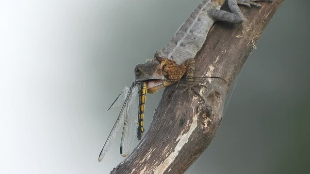 Lizard - eating dragonfly -