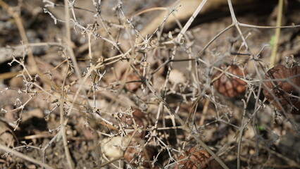 Cotton seed pods hanging on a tree in the garden in summer