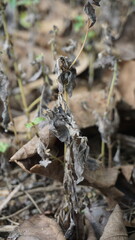 Dry leaves in the garden. Selective focus. nature.