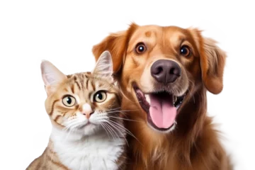 Wandcirkels plexiglas Portrait of Happy dog and cat that looking at the camera together isolated on transparent background, friendship between dog and cat, amazing friendliness of the pets. © TANATPON