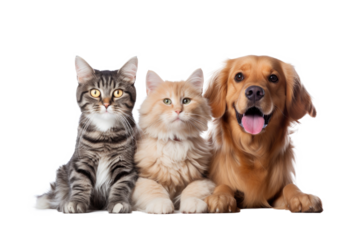 Portrait of Happy dog and cat that looking at the camera together isolated on transparent background, friendship between dog and cat, amazing friendliness of the pets.