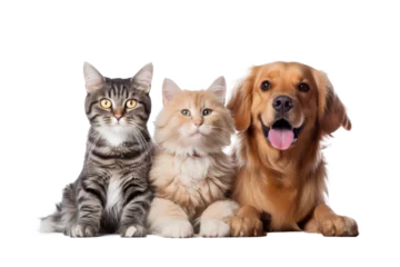 Tuinposter Portrait of Happy dog and cat that looking at the camera together isolated on transparent background, friendship between dog and cat, amazing friendliness of the pets. © TANATPON