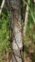 Thorns on a branch of a tree, closeup of photo