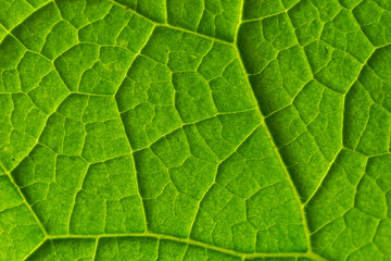 Fototapeta premium Abstract green leaves texture for background. Natural environment, ecological concept