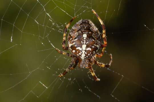 Spider Araneus diadematus with a cross on its back on a web against a tree background