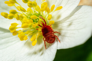 Close up macro Red velvet mite or Trombidiidae in natural environment on a white anemone flower