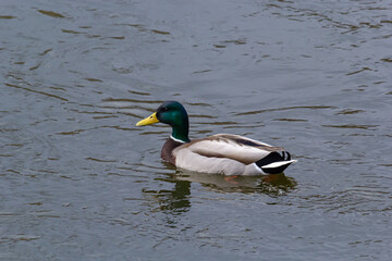 Mallard duck swimming on a pond picture with reflection in water. One mallard duck quacking on a lake