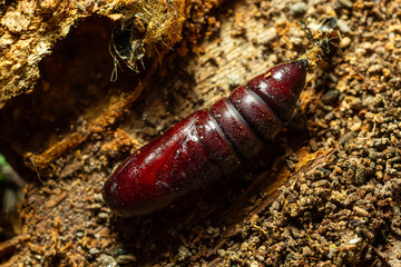 Brown chrysalis of a turnip moth Agrotis segetum on brown garden soil