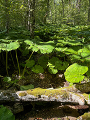 The leaves of the giant burdock create a shadow on the forest clearing