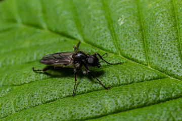 Aquilegia sawfly called also columbine sawfly Pristiphora rufipes. Common pest of currants and gooseberries in gardens and cultivated plantations