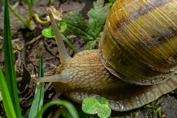 Helix pomatia also Roman snail, Burgundy snail, edible snail or escargot, is a species of large, edible, air-breathing land snail, a terrestrial pulmonate gastropod mollusk in the family Helicidae