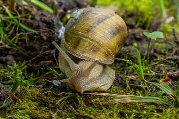 Helix pomatia also Roman snail, Burgundy snail, edible snail or escargot, is a species of large, edible, air-breathing land snail, a terrestrial pulmonate gastropod mollusk in the family Helicidae
