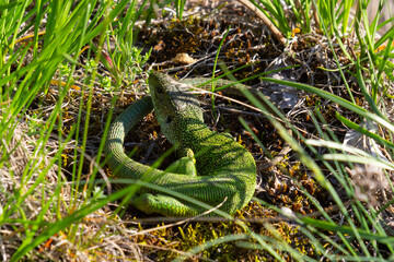 European green lizard Lacerta viridis emerging from the grass exposing its beautiful colors