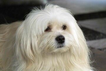 close up portrait of a white dog © likbatonboot