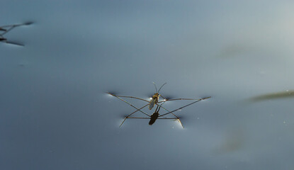 Insect Gerris lacustris, known as common pond skater or common water strider is a species of water strider, found in Europe have ability to move quickly on the water surface and have hydrophobic legs