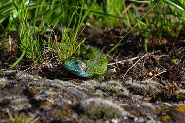 European green lizard Lacerta viridis emerging from the grass exposing its beautiful colors