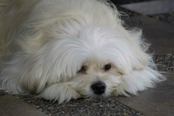 close up portrait of a dog