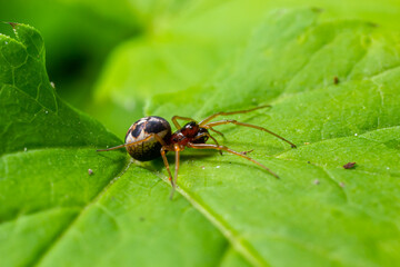 macro shot of Metellina spider on tip of green leaf, wildlife in natural environment