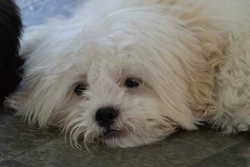 close up of a white puppy