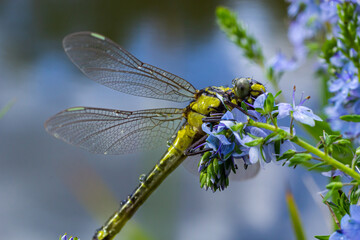 Dragonfly Gomphus vulgatissimus in front of green background macro shot with dew. on the wings. Blue flowers in the morning of a sunny summer day