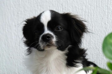 portrait of a border collie puppy