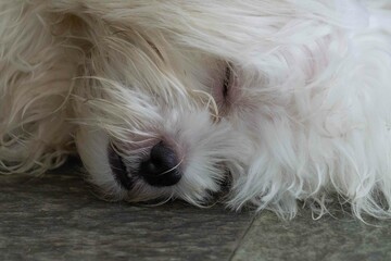 portrait of a white dog