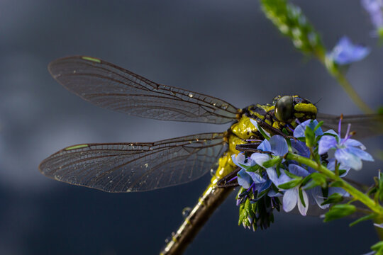 Dragonfly, Gompha vulgaris Gomphus vulgatissimus on the plant by lake morning sunlight in summer