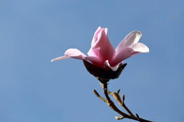 Beautiful delicate pink magnolia flower with blue background.