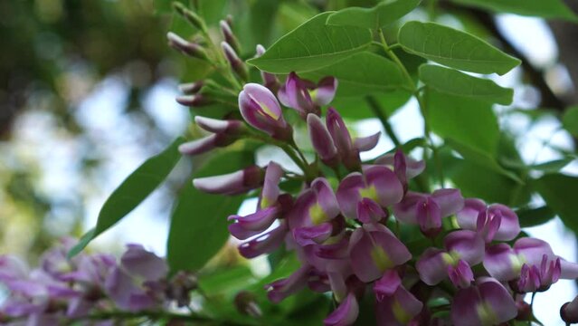 flowers on a branch