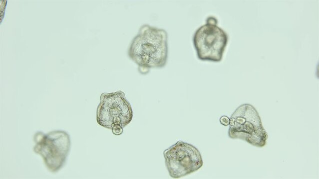 Larvae sea urchin Strongylocentrotus pallidus under microscope, phylum Echinodermata. Early stage of pluteus. White sea