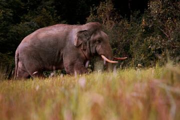 beautiful of male elephant with ivory in khaoyai national park ,khao yai is one of most important wildlife habitat in south east asia