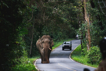 wild elephant walking on mountain road of khao yai national park khaoyai is one of most important natural sanctuary in south east asia
