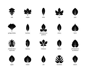 Leaf silhouettes vector icons with title. Isolated outline silhouette of leaves oak, maple, olive, figs and other leaves on a white background. - obrazy, fototapety, plakaty