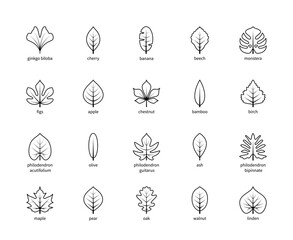 Leaf linear thin vector icons. Isolated outline of leaves ginkgo biloba, cherry, banana, beech and other leaves on a white background. Set of leaves symbols with title.