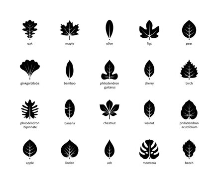 Leaf silhouettes vector icons with title. Isolated outline silhouette of leaves oak, maple, olive, figs and other leaves on a white background.