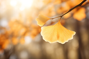 Ginkgo Leaf in Autumn Light